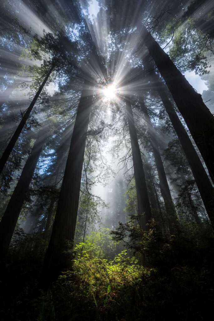 Sunbeams-in-the-forest-5-Redwood-National-Park-California