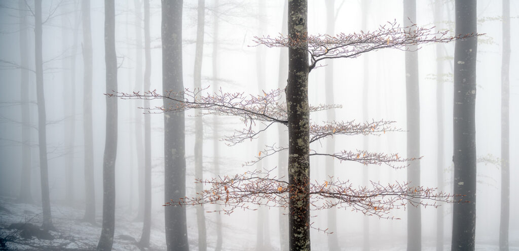 O-LN_Giudici-Paolo_Winter_And_Spring