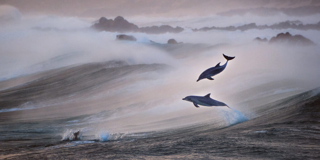 Wild-Leap-DSCF8643_Dolphin
