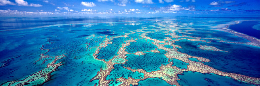 reef-dreaming