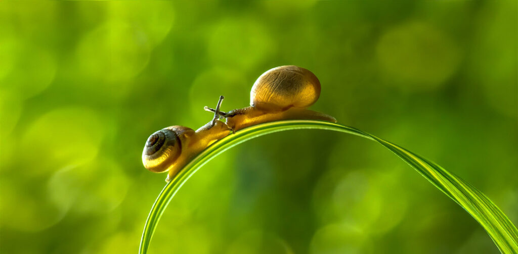 19_Ngar Shun Victor - Wong - Hong Kong - OPNL - PA2518324