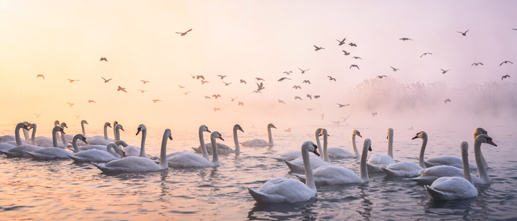 48_Yifeng - Pan - UK - AMNL - PA2517626_web_res